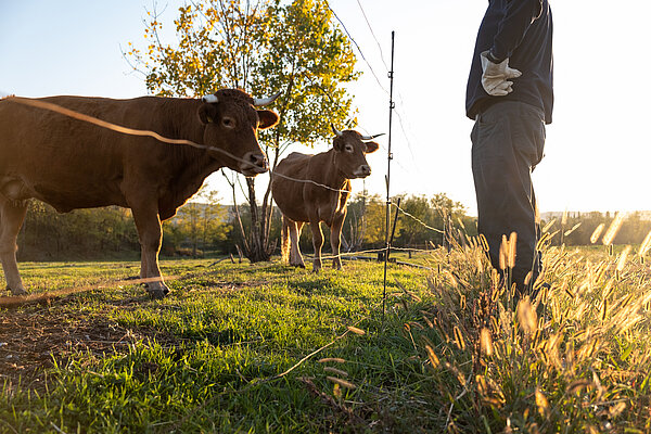 Landwirt steht neben seinen Kühen auf der Weide.