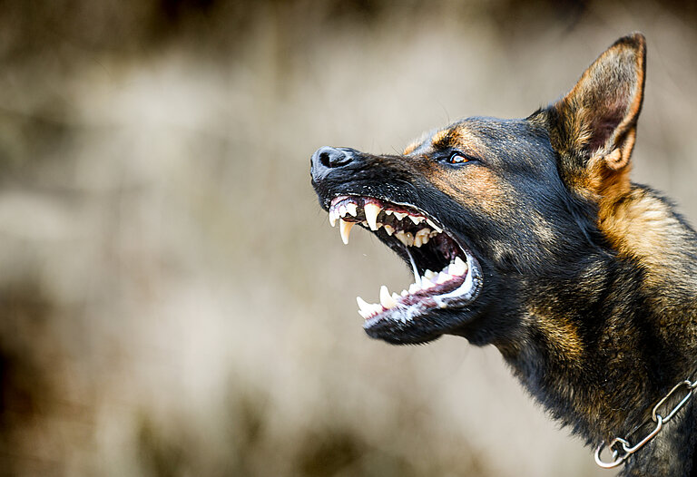 Schäferhund der die Zähne fletscht und bellt.